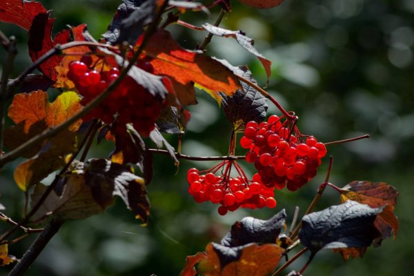 Сорта сладкой калины