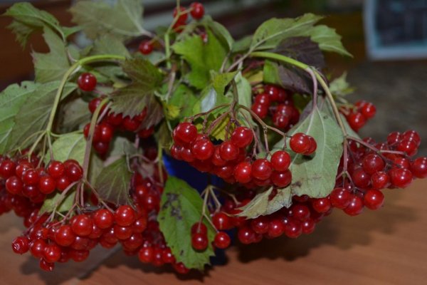 Мистические свойства калины