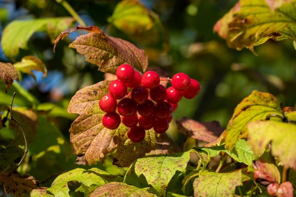 Калина красная ягоды (1 кг)