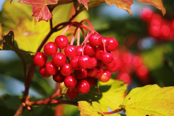 Калина и рябина