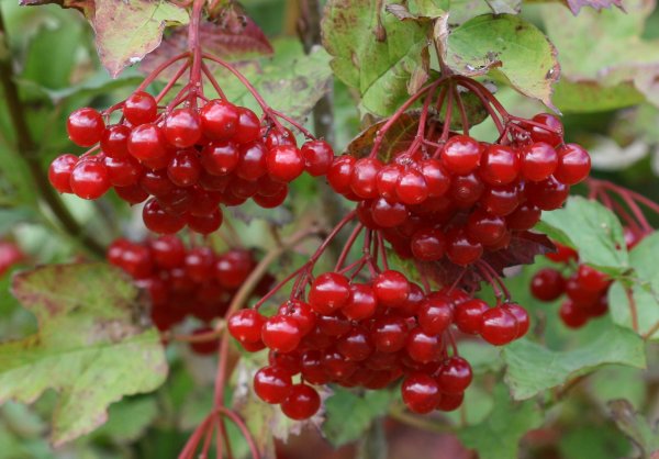 Виды калины фото и названия