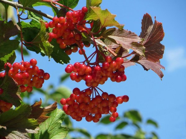 Калина бурятская