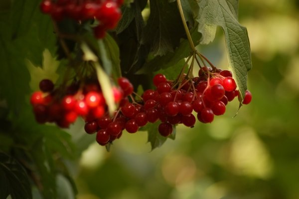 Калина оранжевая ягода