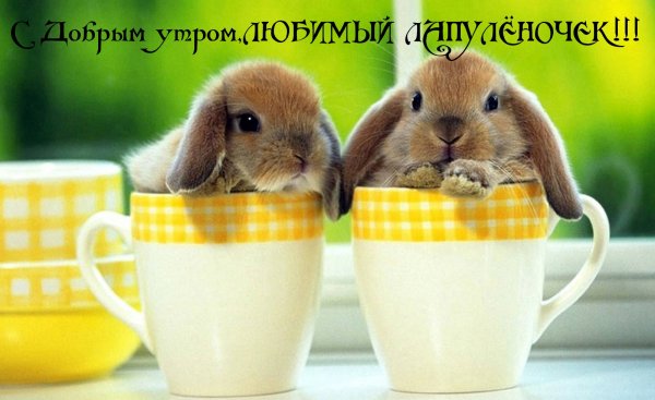 Доброе утро картинки с животными