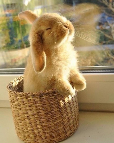 Доброе утро кролик