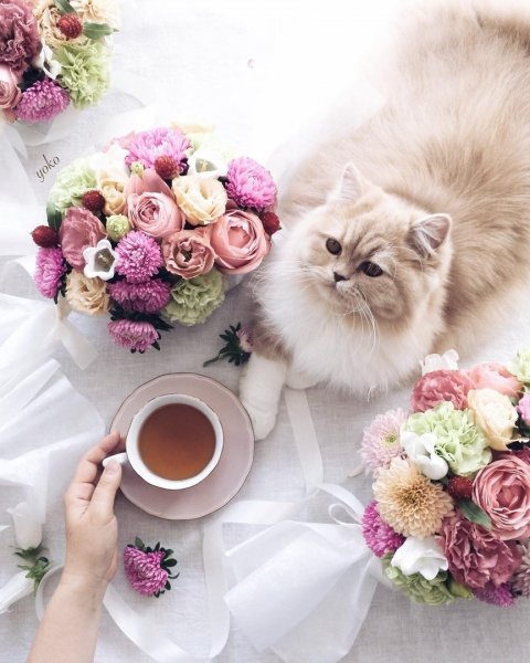 Доброе утро котятки