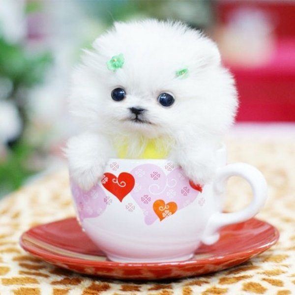 Красивые и милые животные