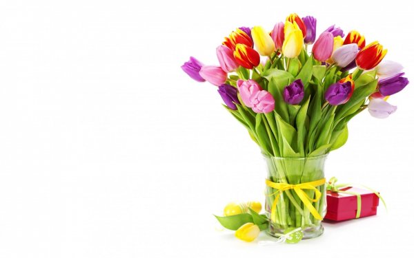 Тюльпаны разноцветные