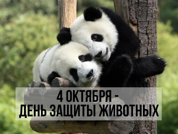 Всемирный день защиты животных
