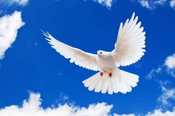 Международный день мира