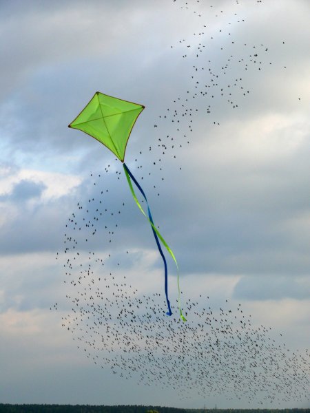 Всемирный день ветра кайт