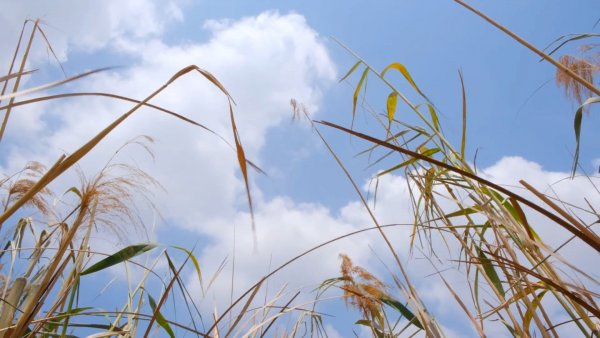 Всемирный совет по ветроэнергетике