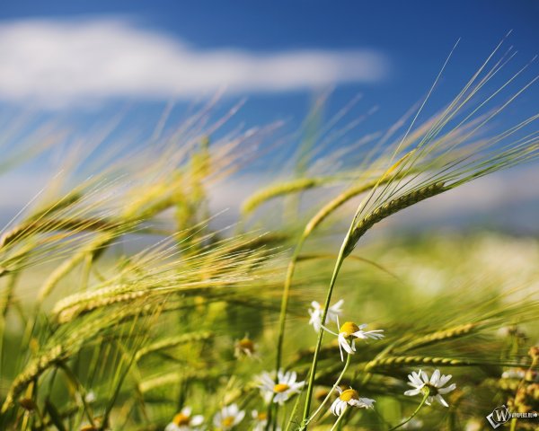 Ветерок в поле