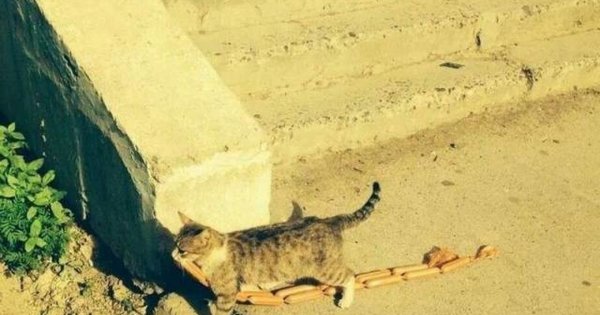Кот стащил сосиску