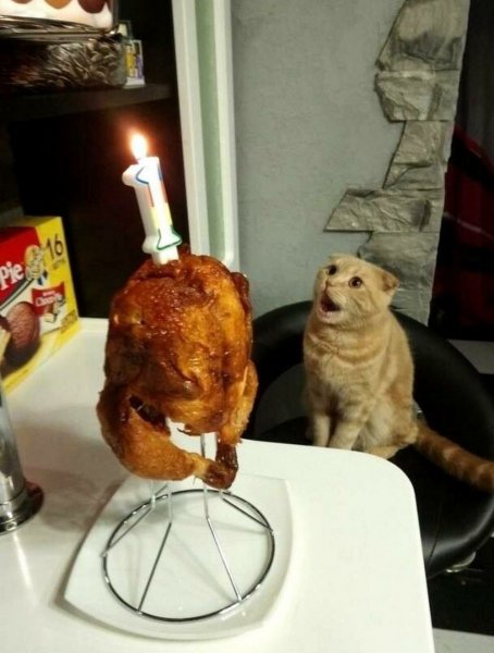 Кот и курица гриль