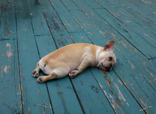 О как тяжел собачий век и в дождь