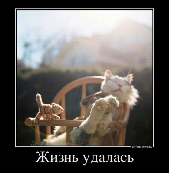 Приколы с котами