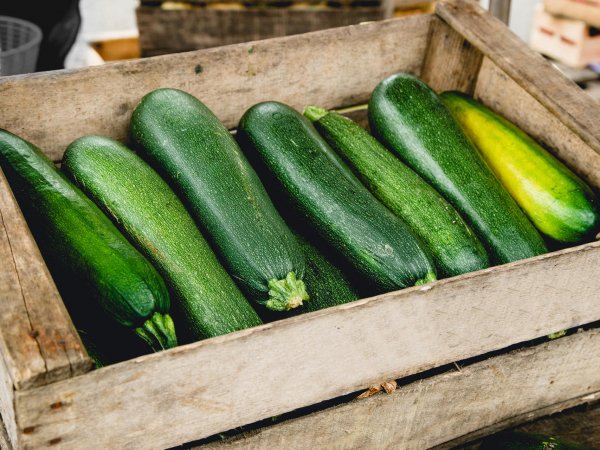 Полезные советы по выращиванию кабачка