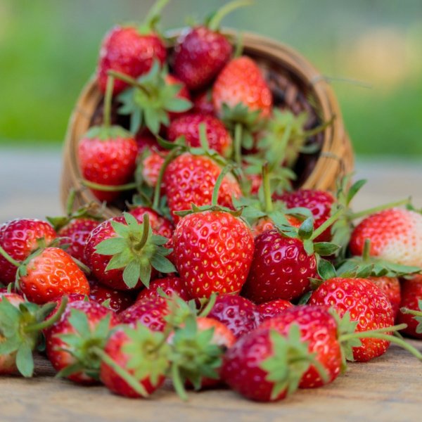 Июньская клубника