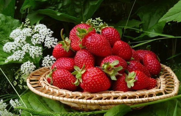 Клубника угощайся