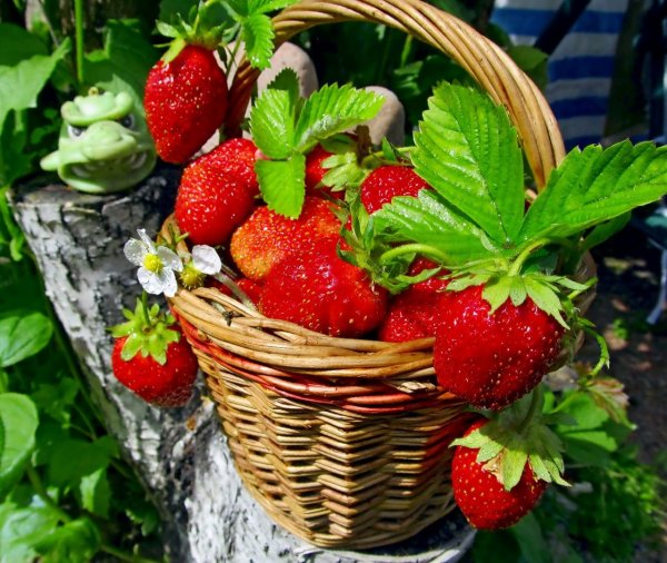 Корзинка с клубникой на природе