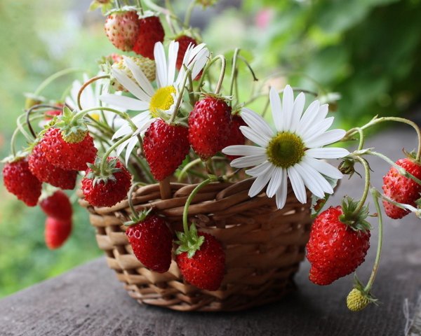 Ромашки и клубника