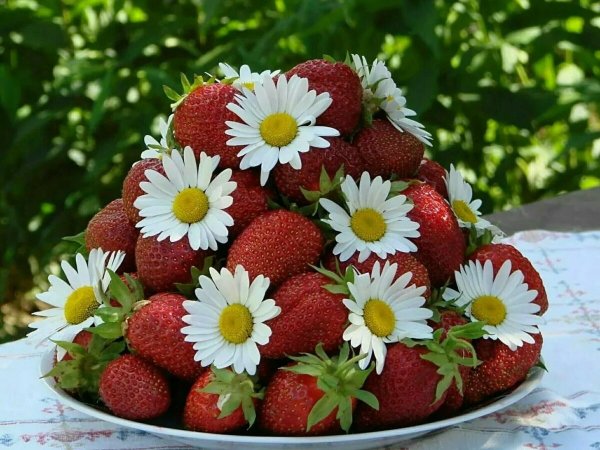 Ромашки и клубника