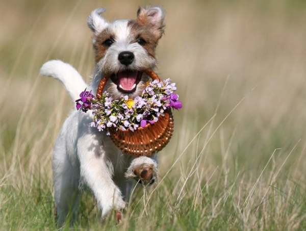 Собака с букетом цветов