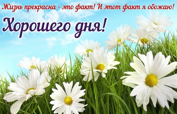 Хорошего дня и отличного настроения с ромашками
