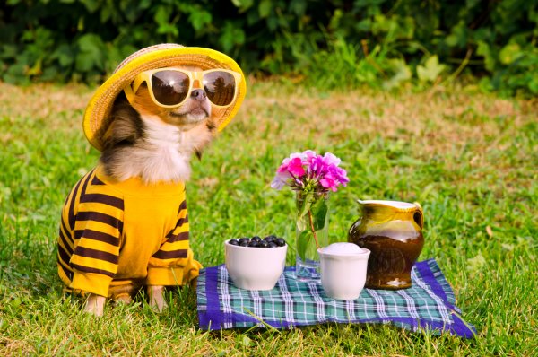 Хорошего отдыха на природе пожеланиями