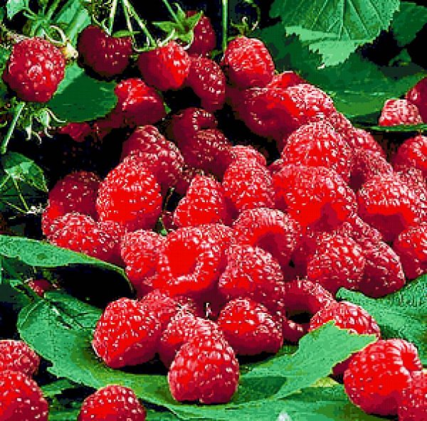 Малина кустовая