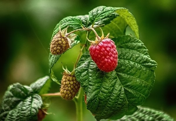 Малинка картинка