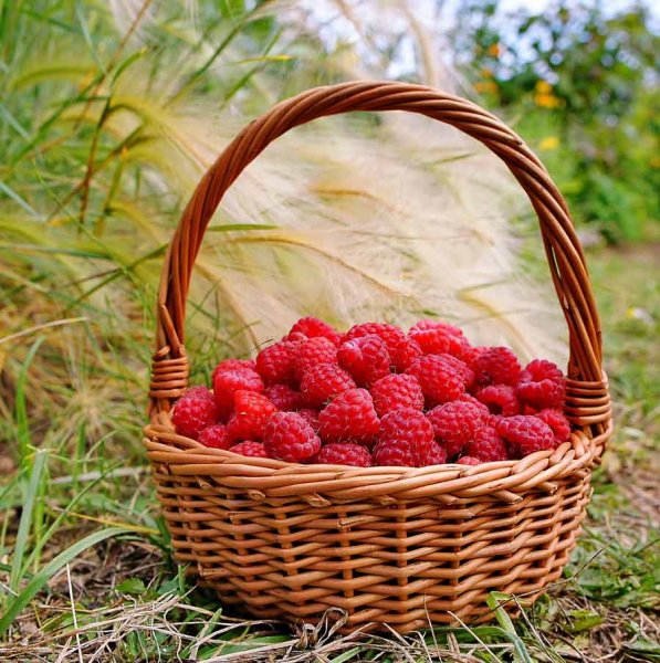 Ягоды в лукошке