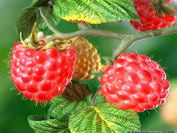 Малина ремонтантная Таганка