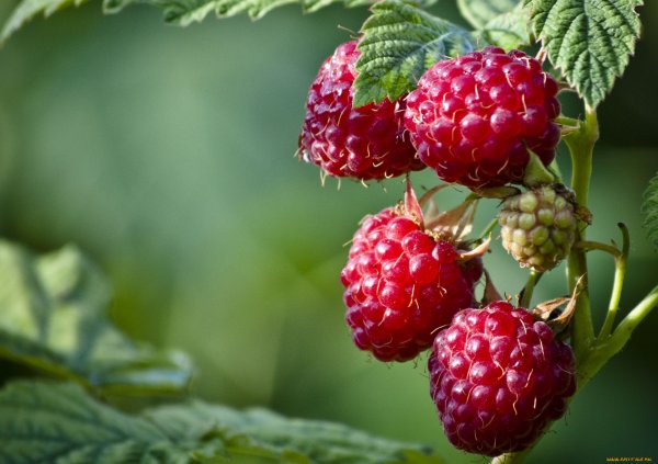 Сочная малина