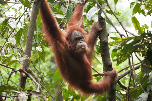 Международный день орангутанга (International Orangutan Day)