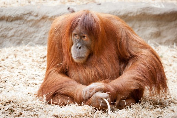 Животное орангутанг