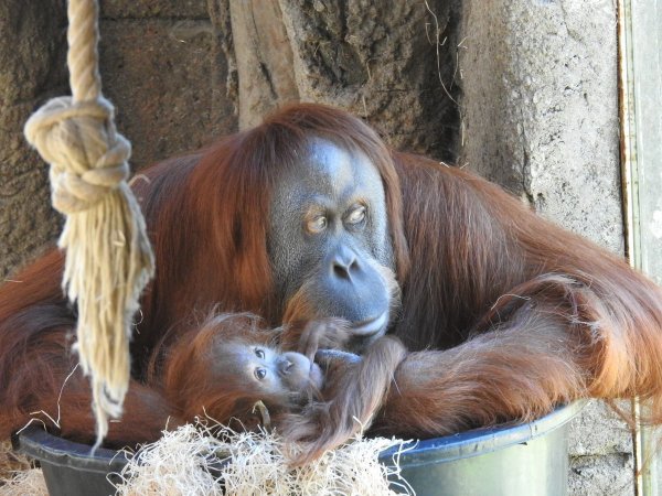 Три орангутанга