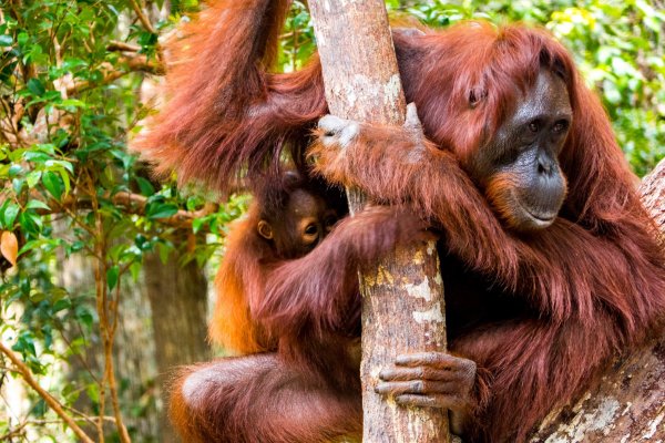 Большая обезьяна