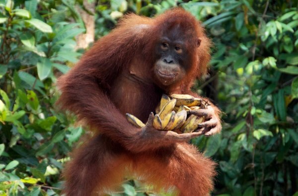 Человекообразные обезьяны орангутан