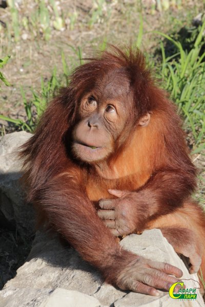Армяне орангутан