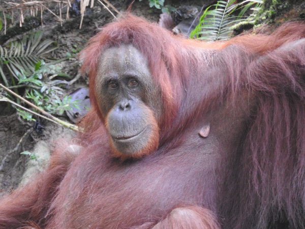 Суматранский орангутан детеныш