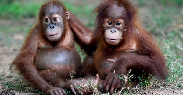 Орангутан маленький