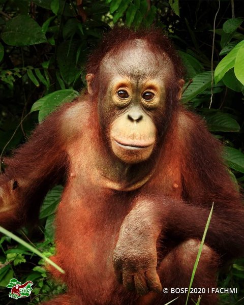 Вахтанг орангутанг