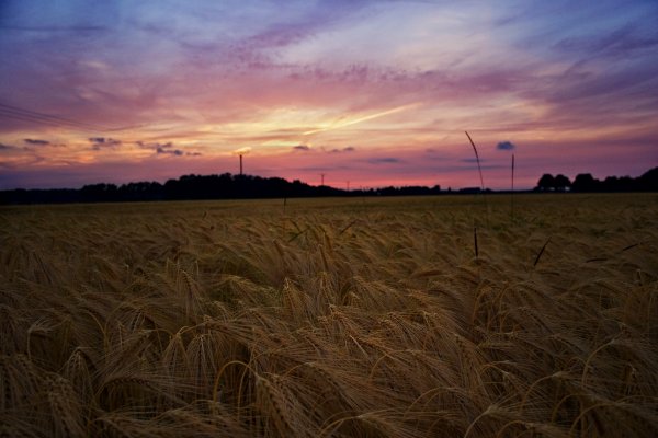 Афиногенов Максим Сергеевич