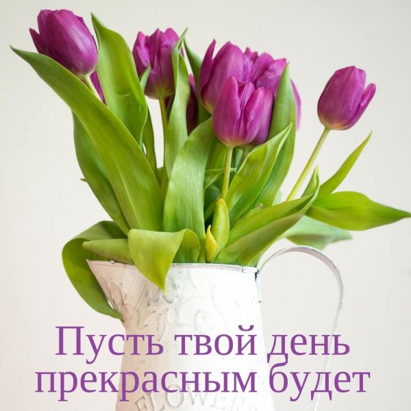 Красивые тюльпаны с пожеланиями доброго