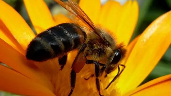 День пчелы 20 мая