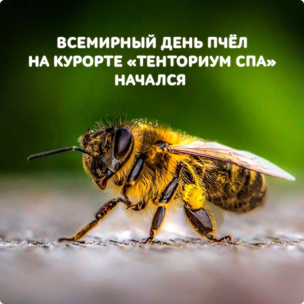 Правильные пчелы