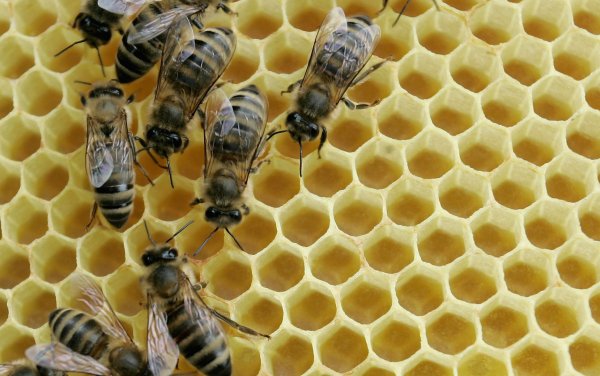 Всемирный день пчеловодства