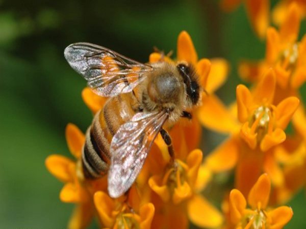 Европейская пчела слайд
